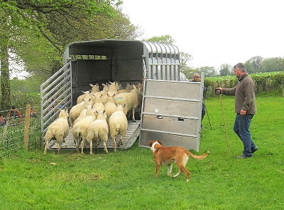 Nigel Stone and Aberaeron Grif make short work of loading